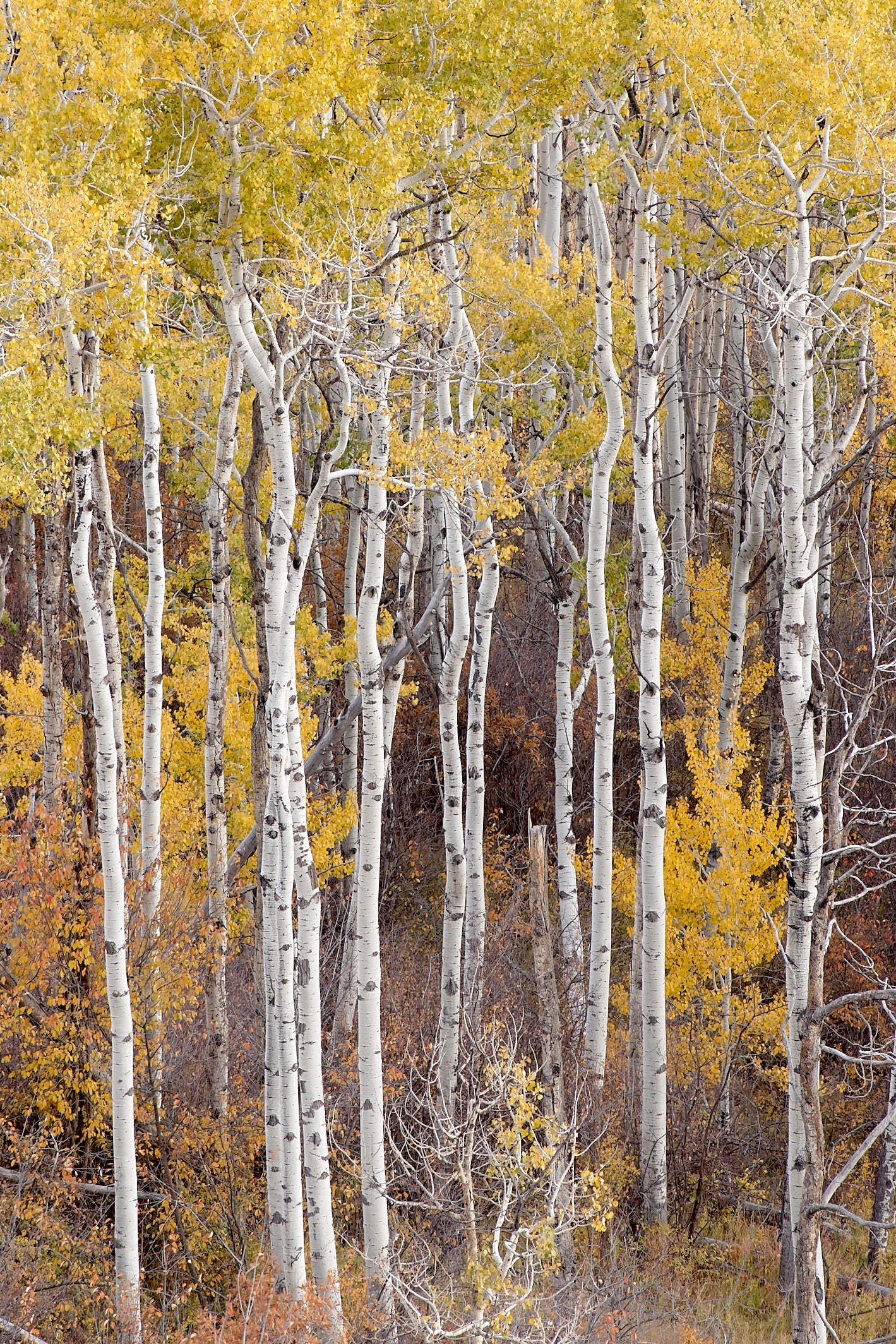 Aspens