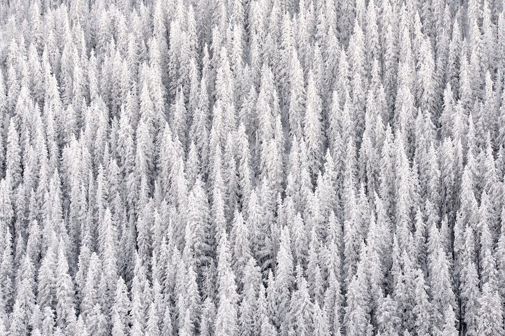 Winter's Blanket image 0