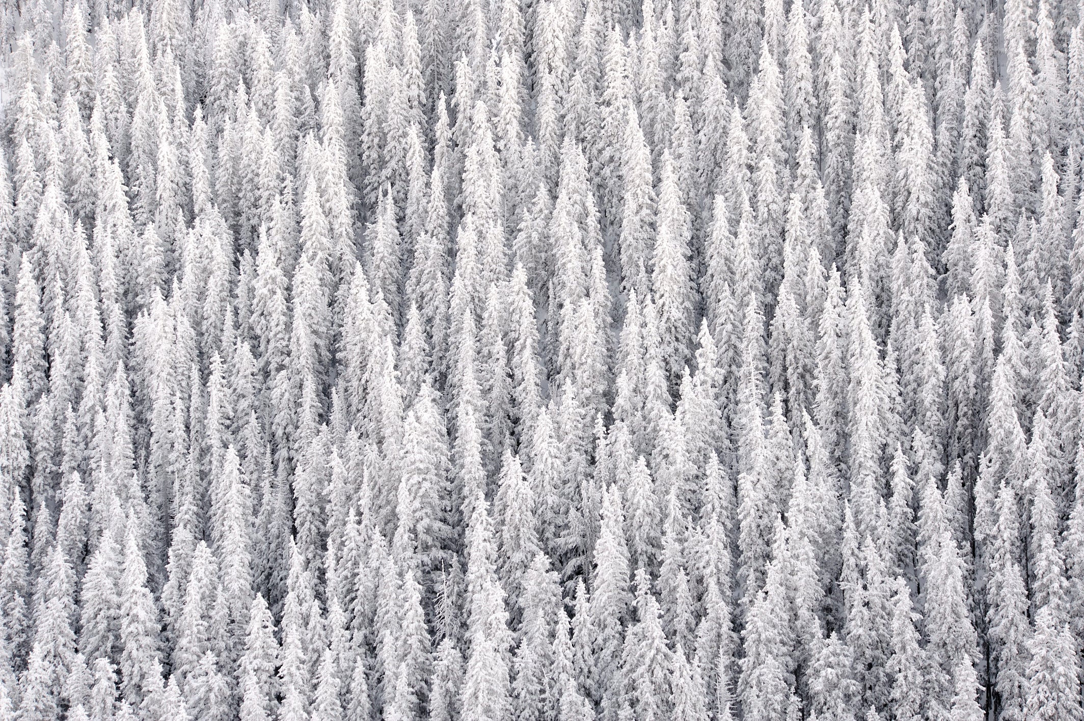 Winter's Blanket image 0