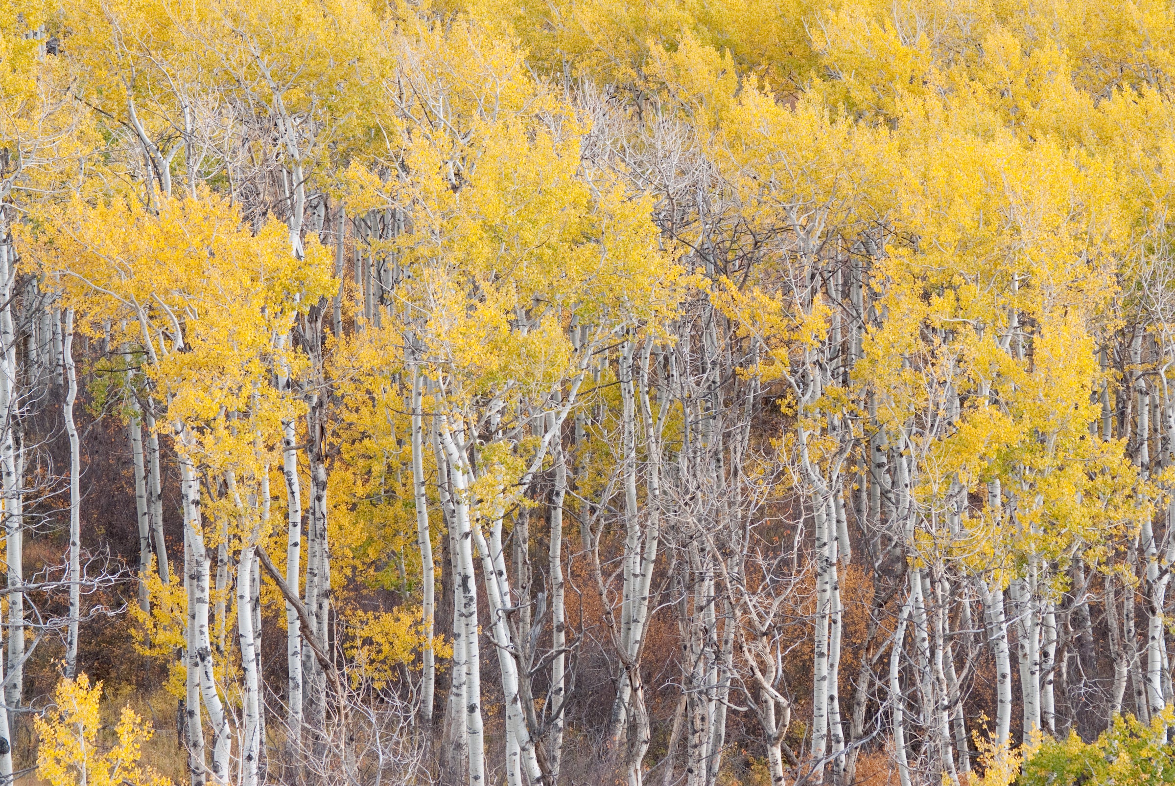 Weathered Aspens image 0