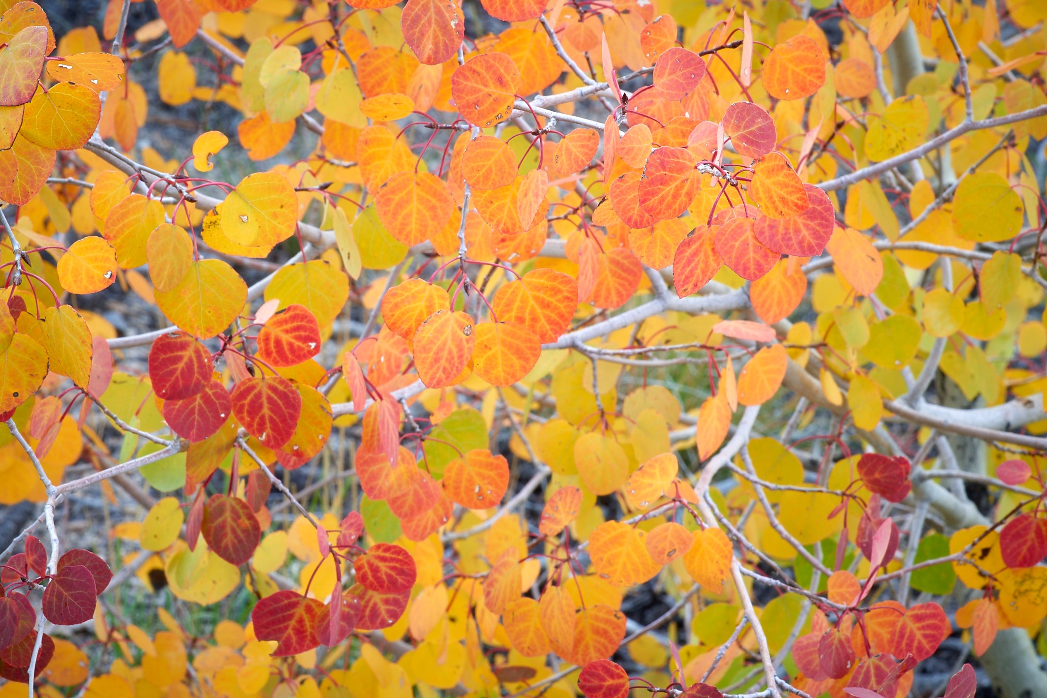 Browns Canyon Collage image 0