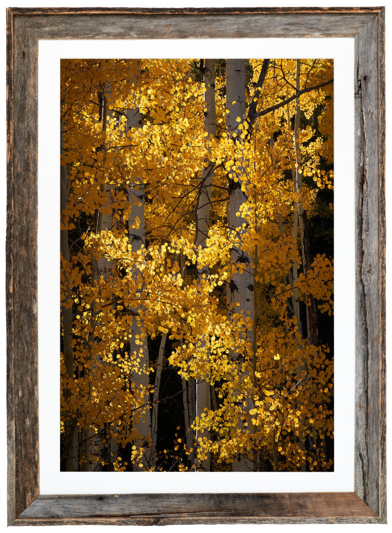 Golden Spiral image 1