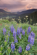 Lupine and Afternoon Rain Shower image 0