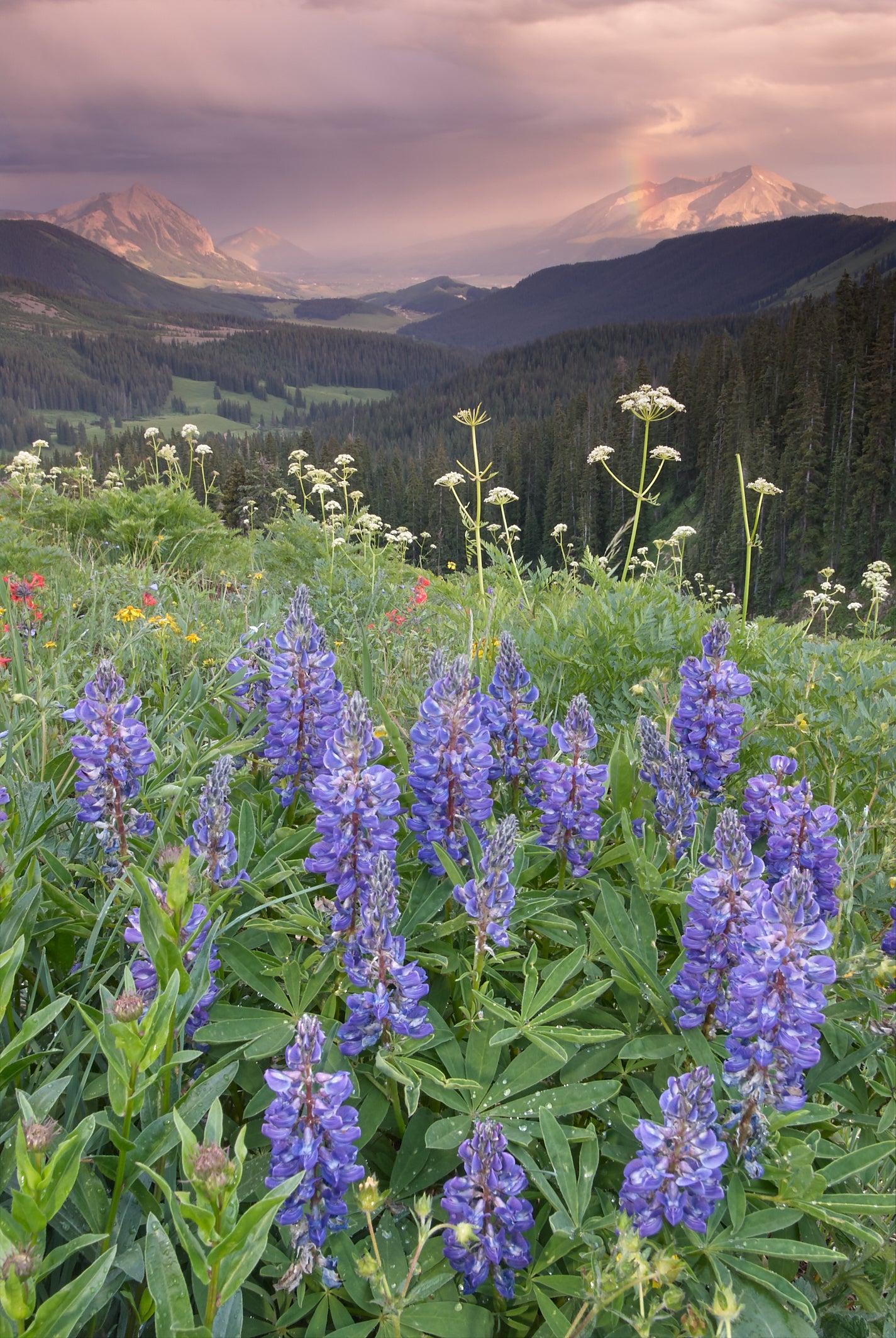Lupine and Afternoon Rain Shower image 0