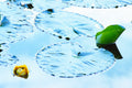 Yellow Pond Lily image 0