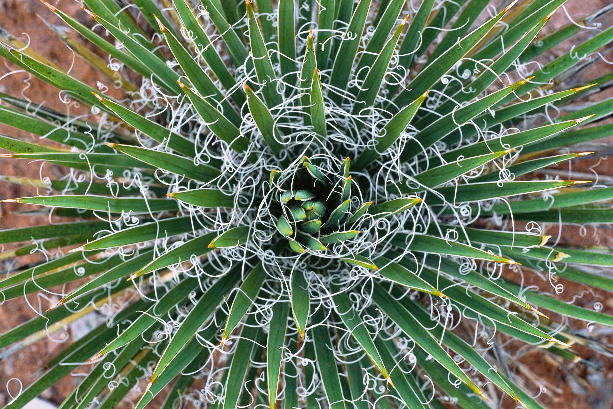 Filiferous Margins image 0