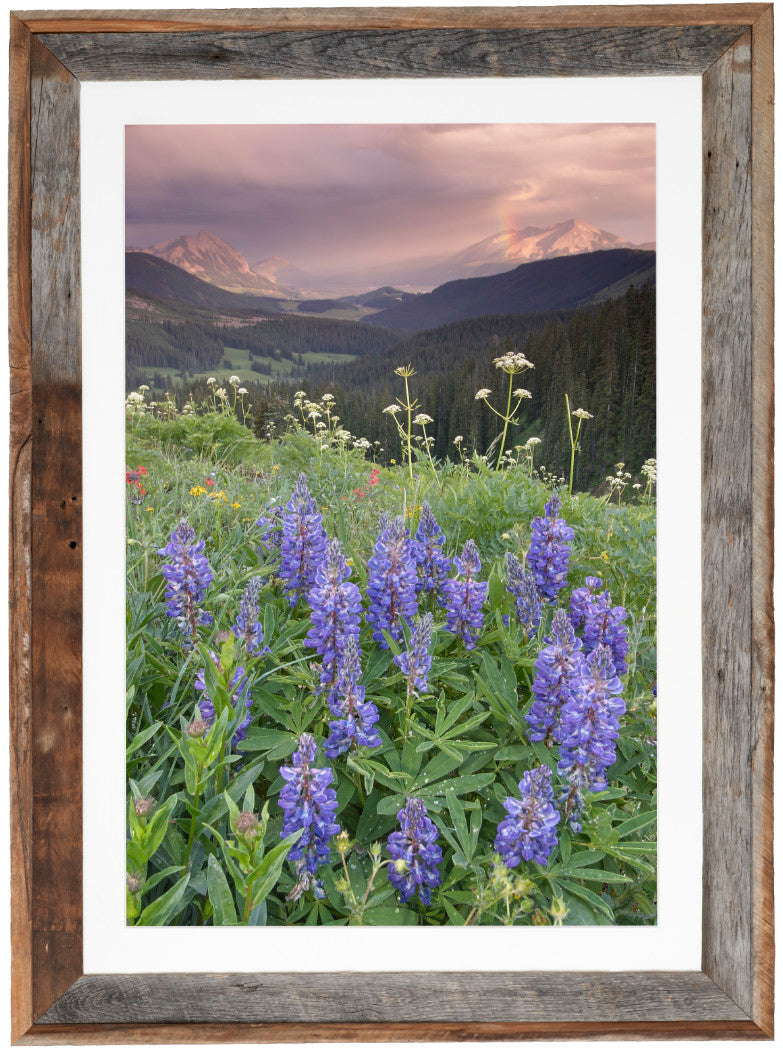 Lupine and Afternoon Rain Shower image 1