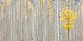 Aspen Grove, Thompson Divide image 0