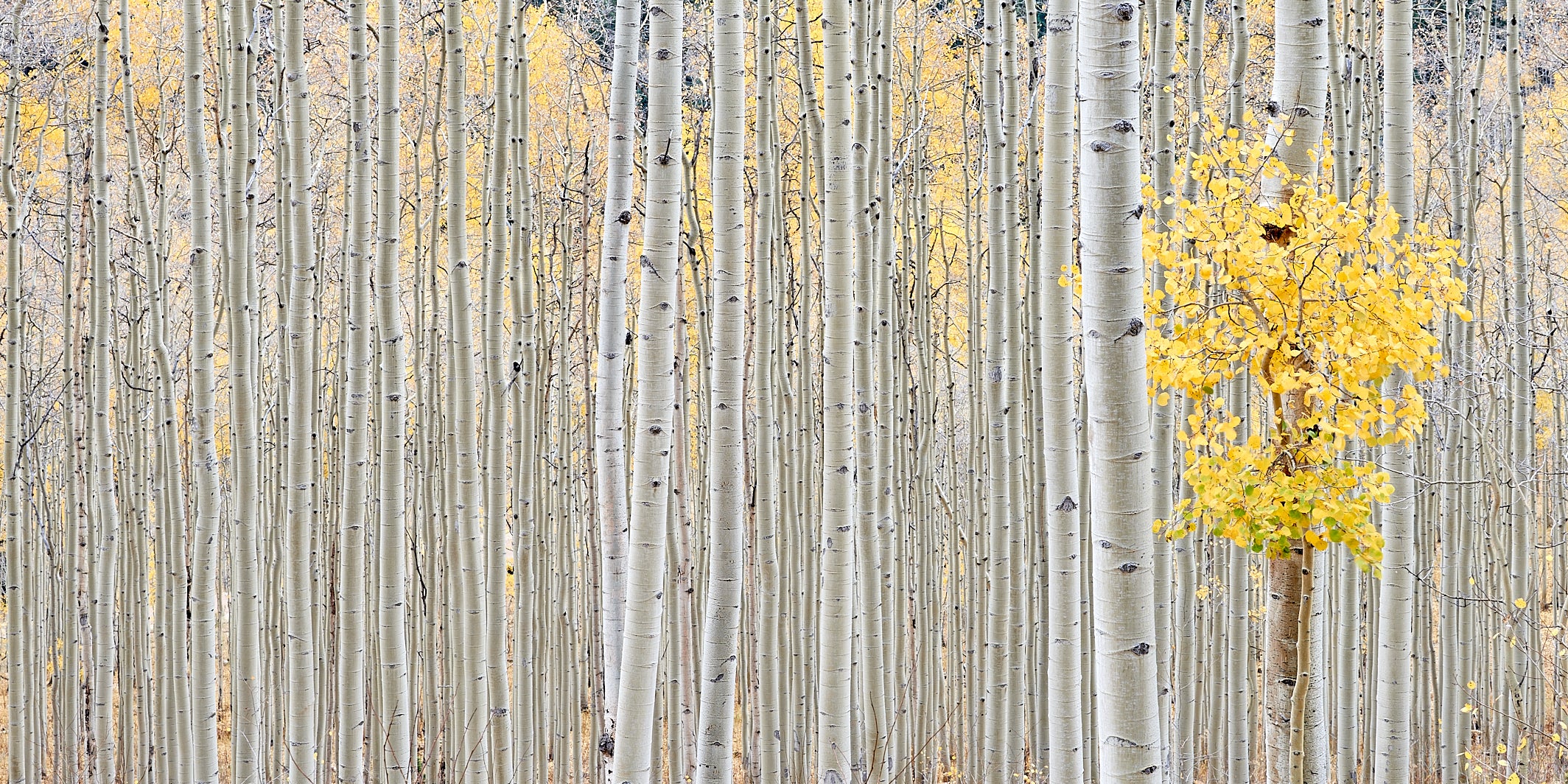 Aspen Grove, Thompson Divide image 0