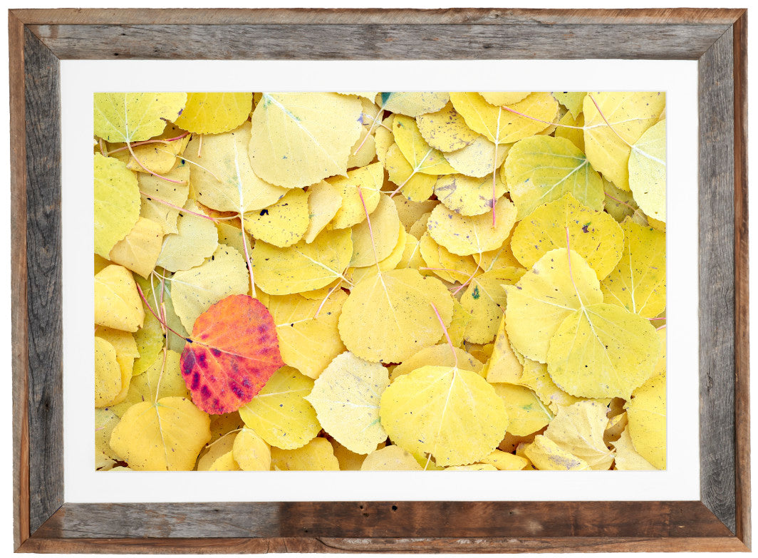 Fallen Aspen Leaves image 1