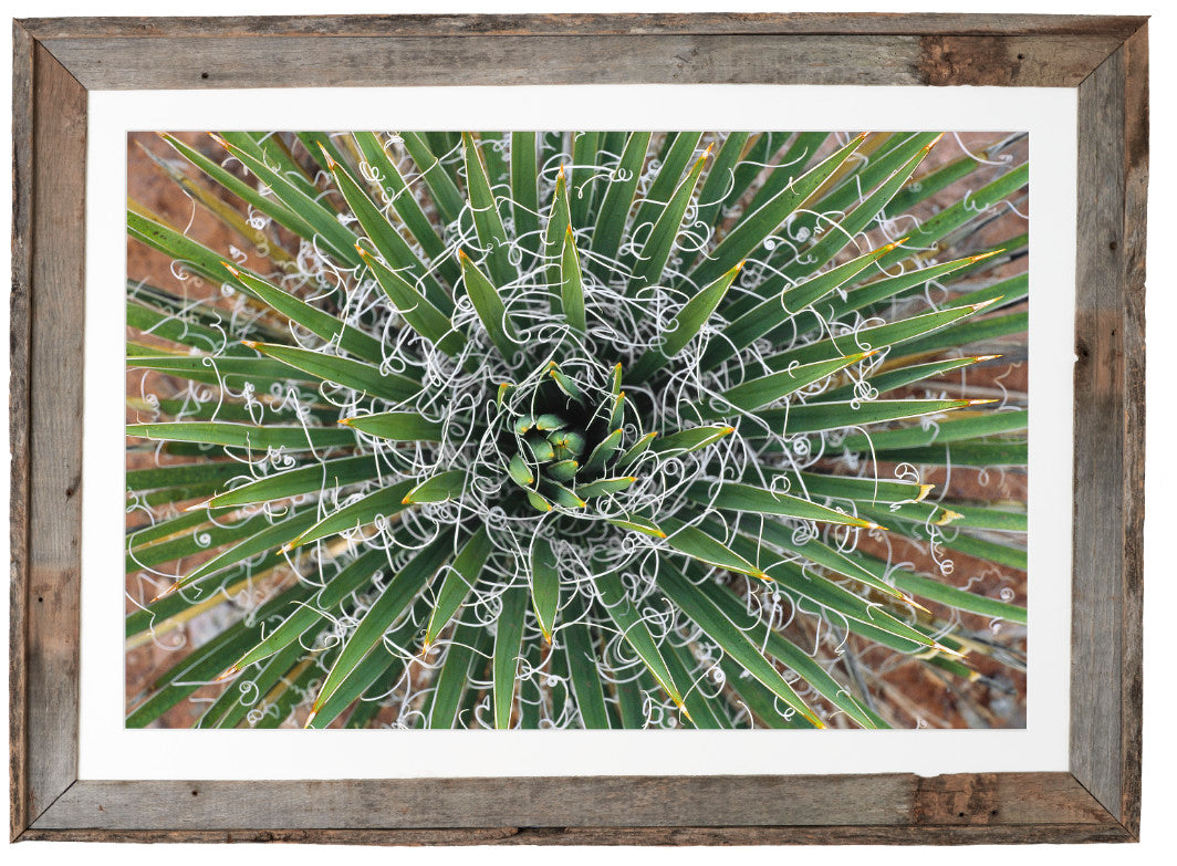 Filiferous Margins image 1