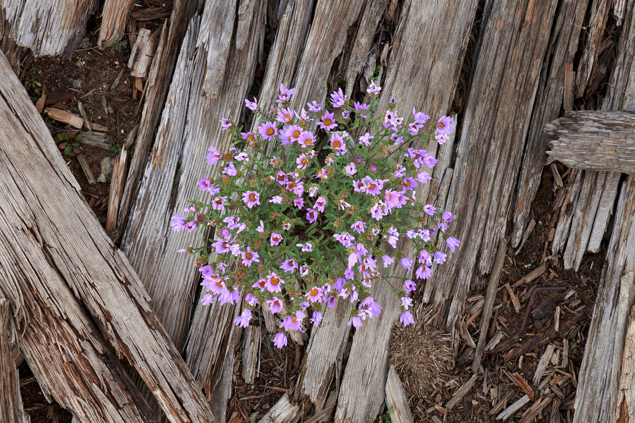 Fieldhouse Floorboards image 0
