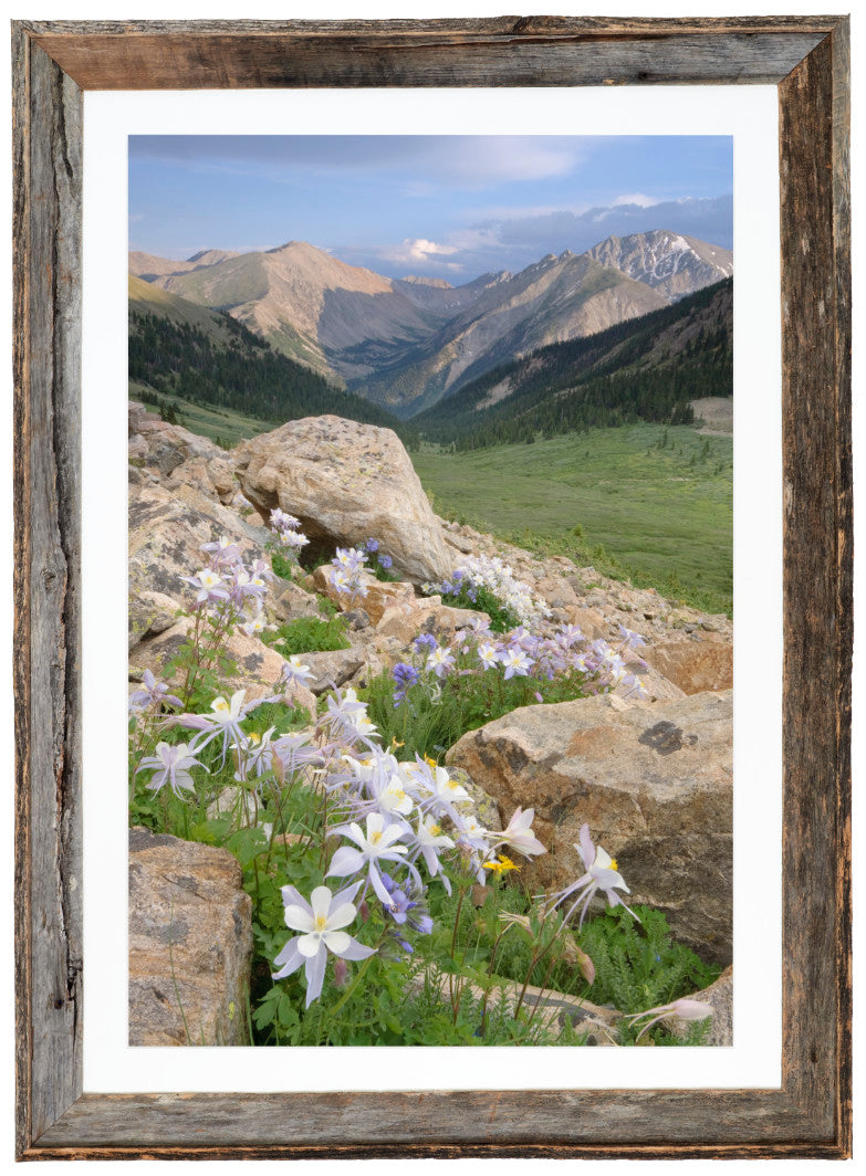 Columbine in the Sawatch Range image 1