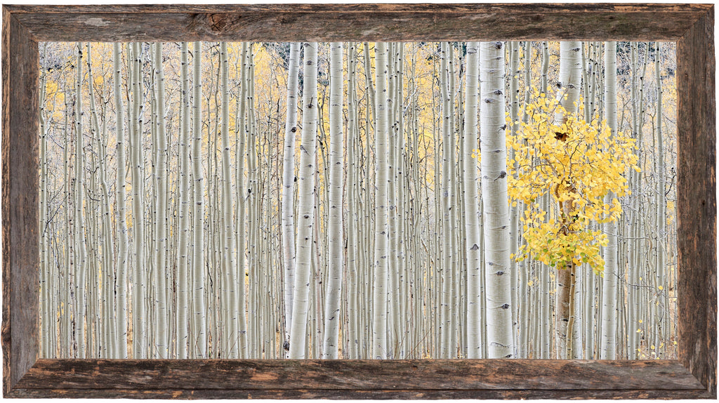 Aspen Grove, Thompson Divide image 1