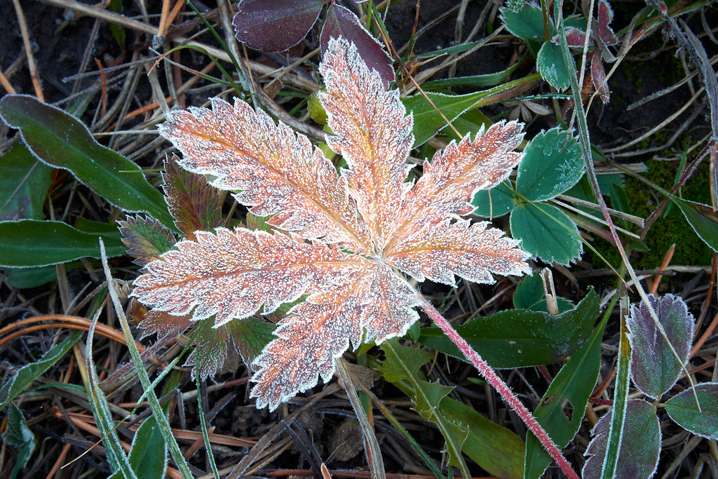 Morning Frost image 0