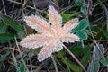 Morning Frost image 0