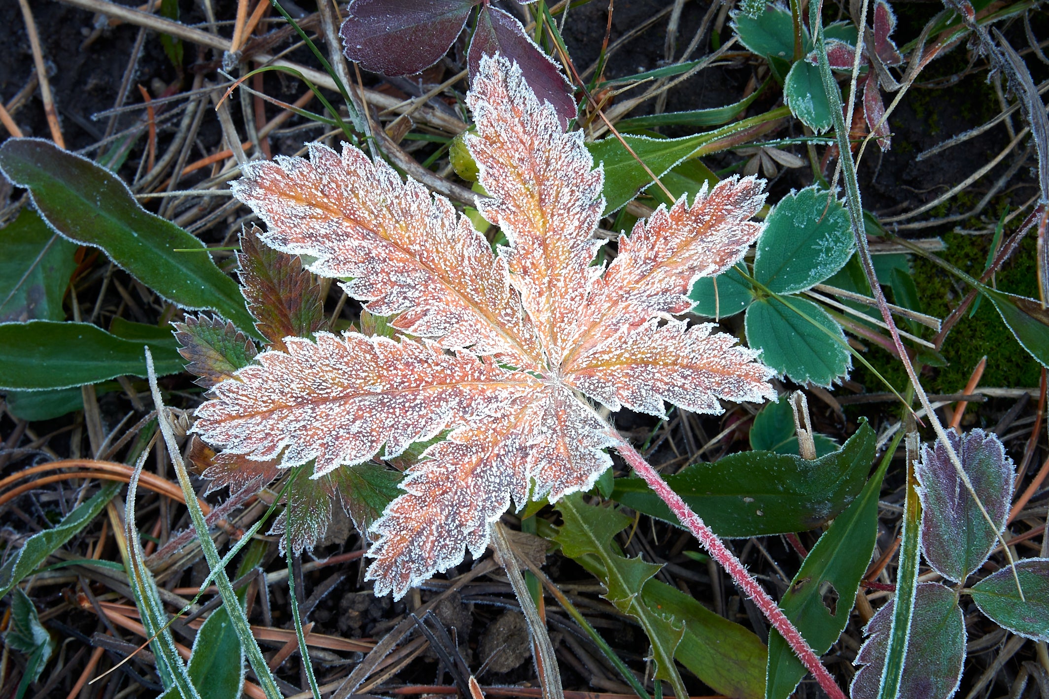 Morning Frost image 0