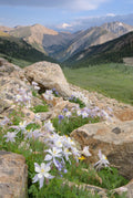 Columbine in the Sawatch Range image 0