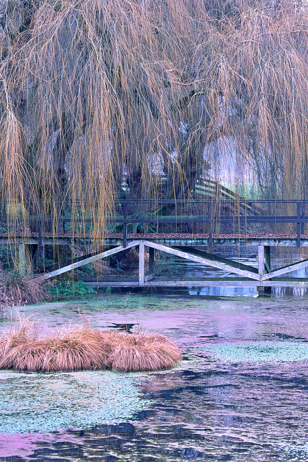 Nisqually River Valley image 0