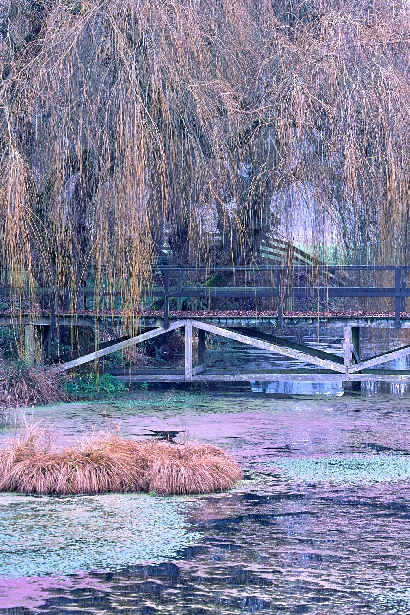 Nisqually River Valley image 0