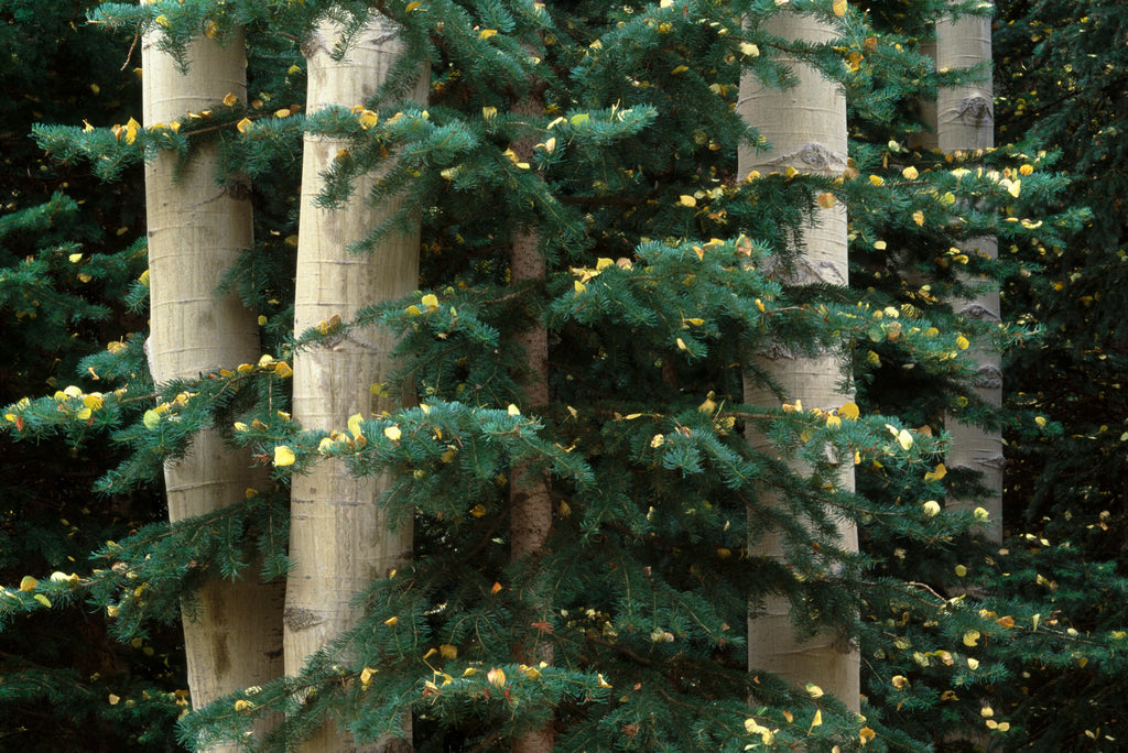 Aspen and Evergreen image 0