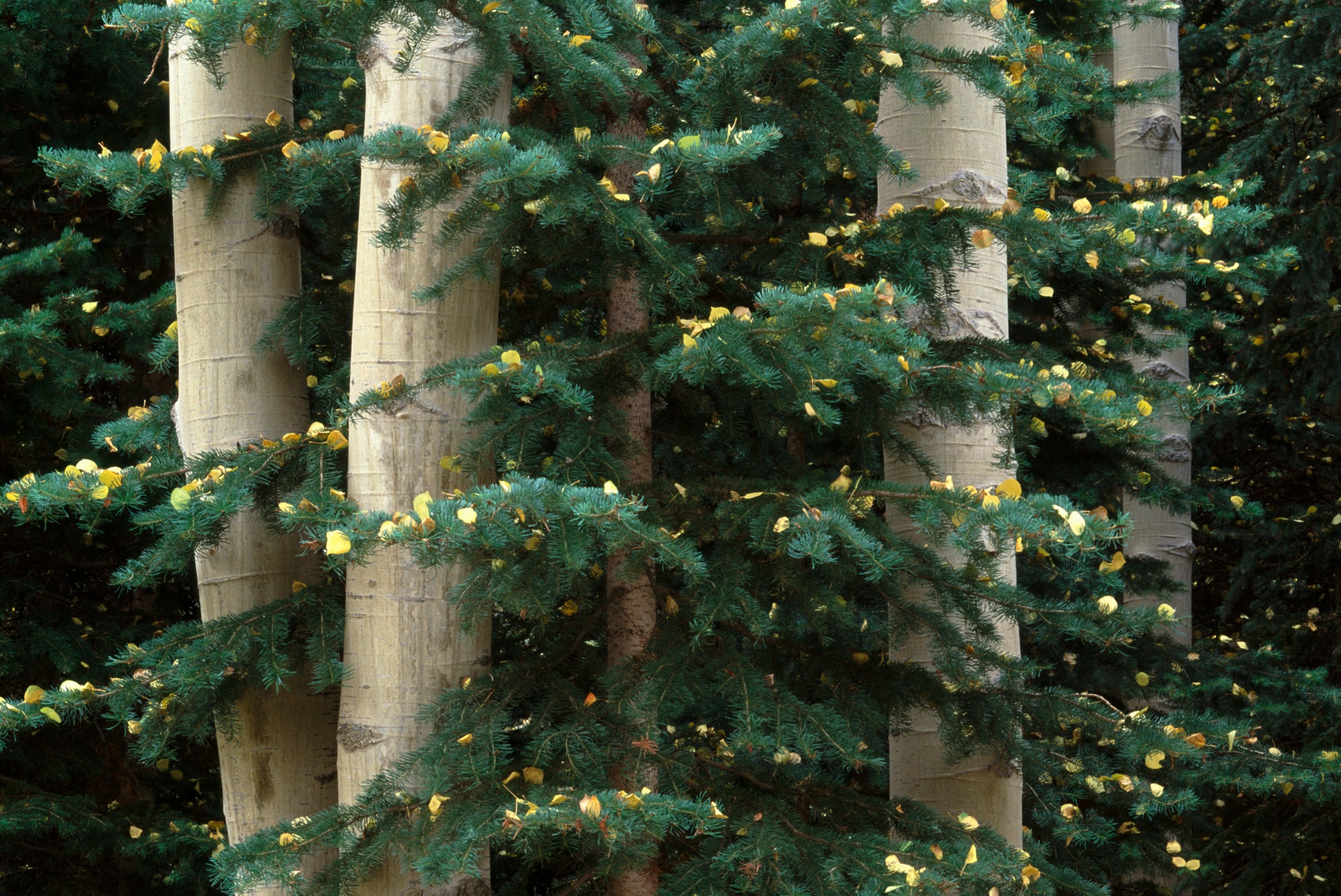 Aspen and Evergreen image 0