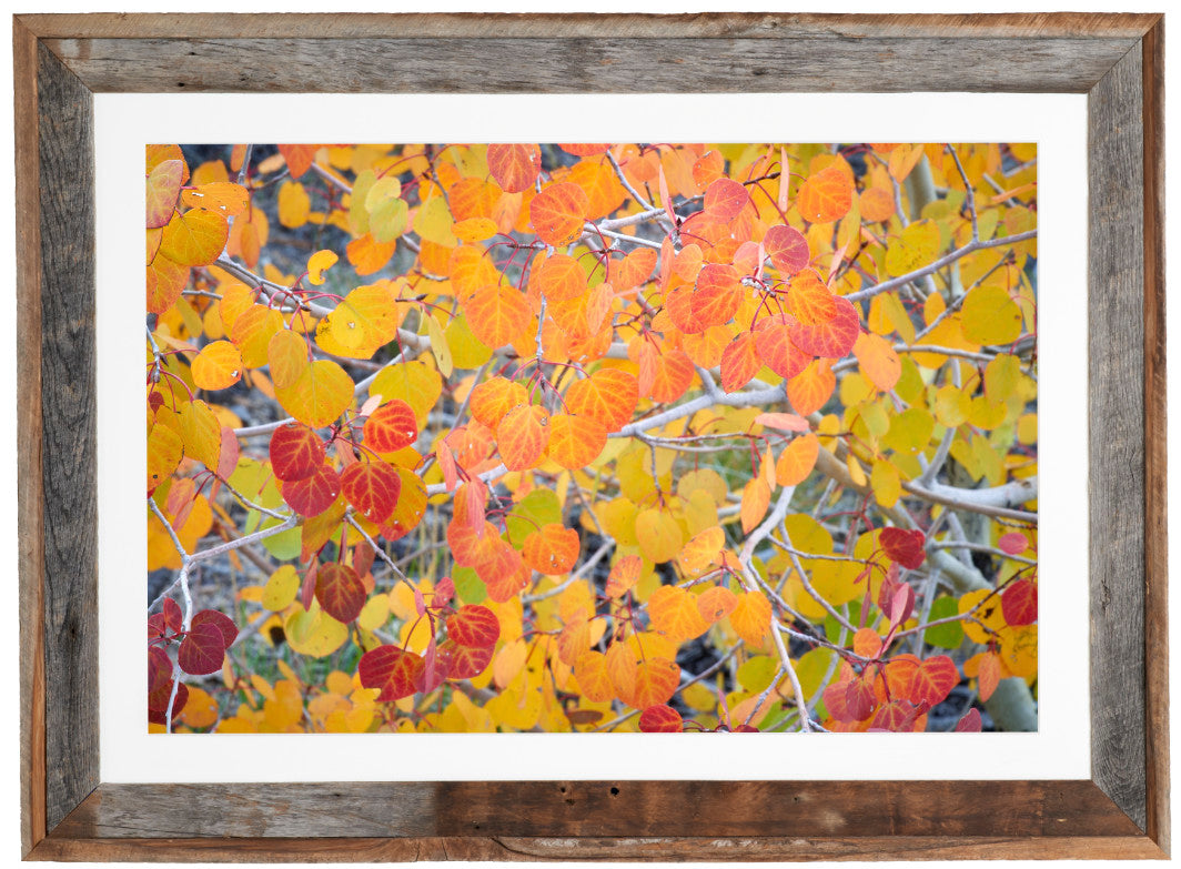 Browns Canyon Collage image 1