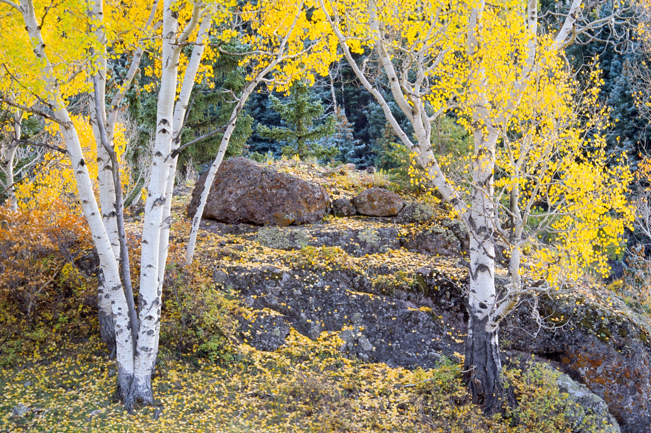 Aspen Grove II image 0