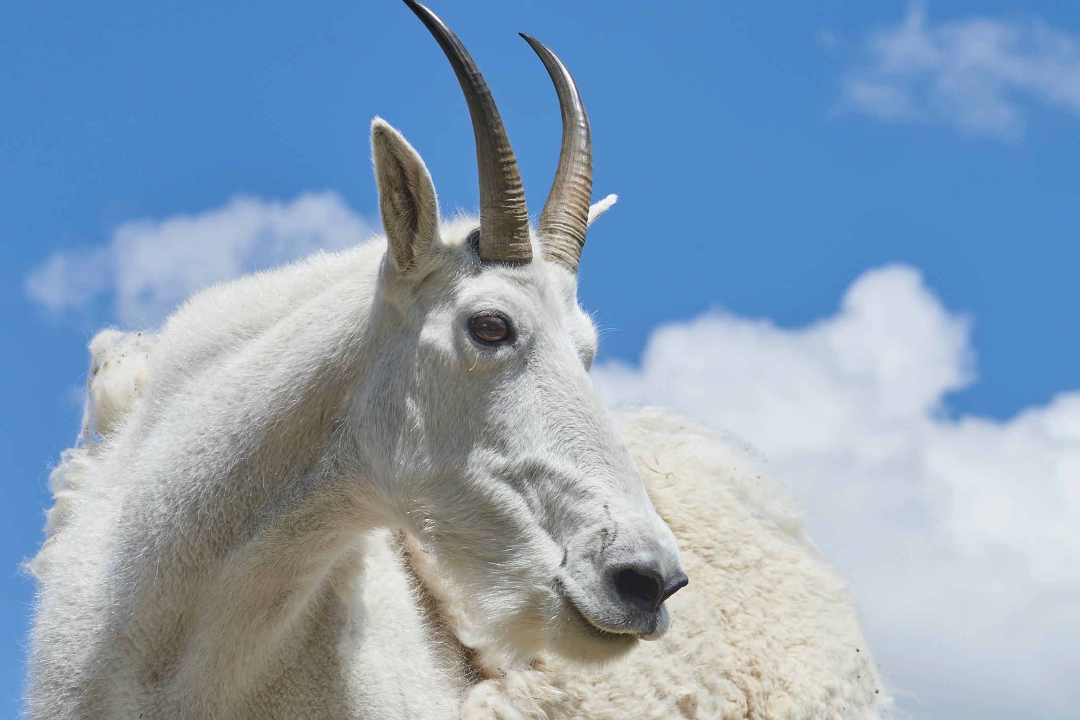 Rupicaprinae image 0