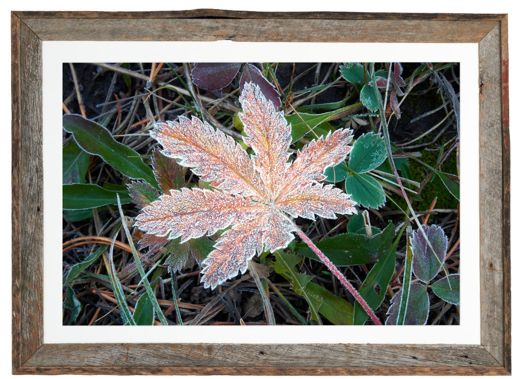 Morning Frost image 1