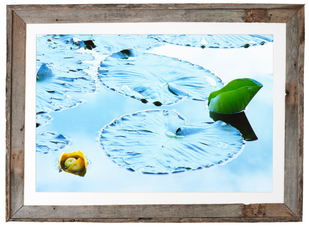 Yellow Pond Lily image 1