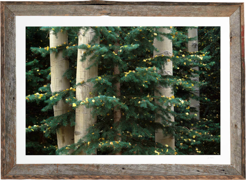 Aspen and Evergreen image 1