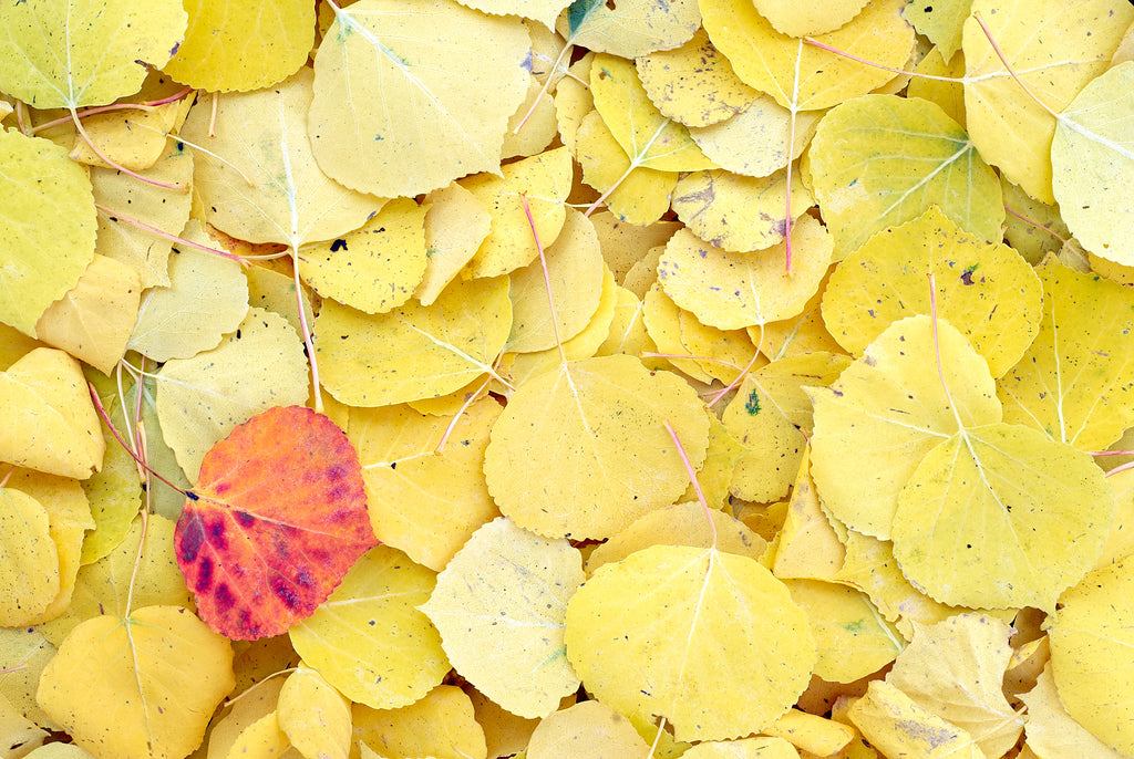Fallen Aspen Leaves image 0