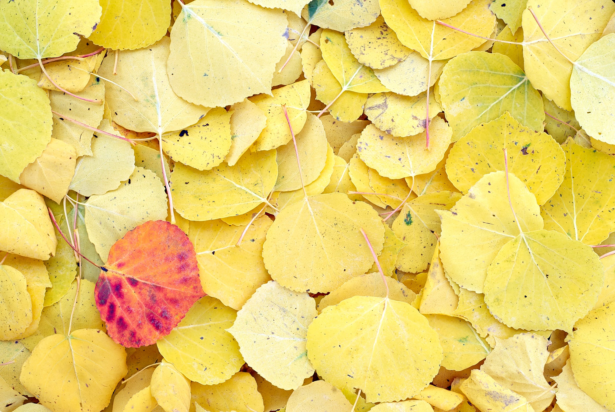 Fallen Aspen Leaves image 0