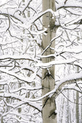 Aspen in Snow image 0