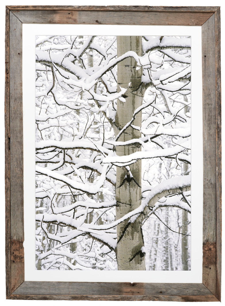 Aspen in Snow image 1