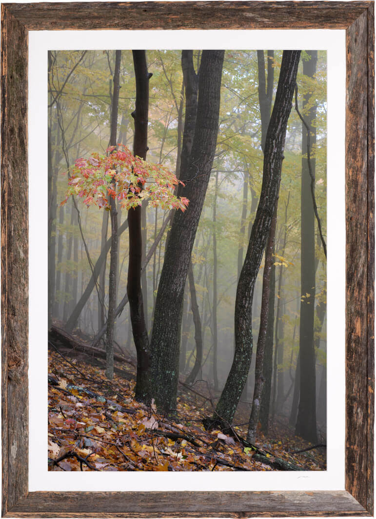 Maple In Mist image 2