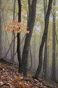Maple In Mist image 0