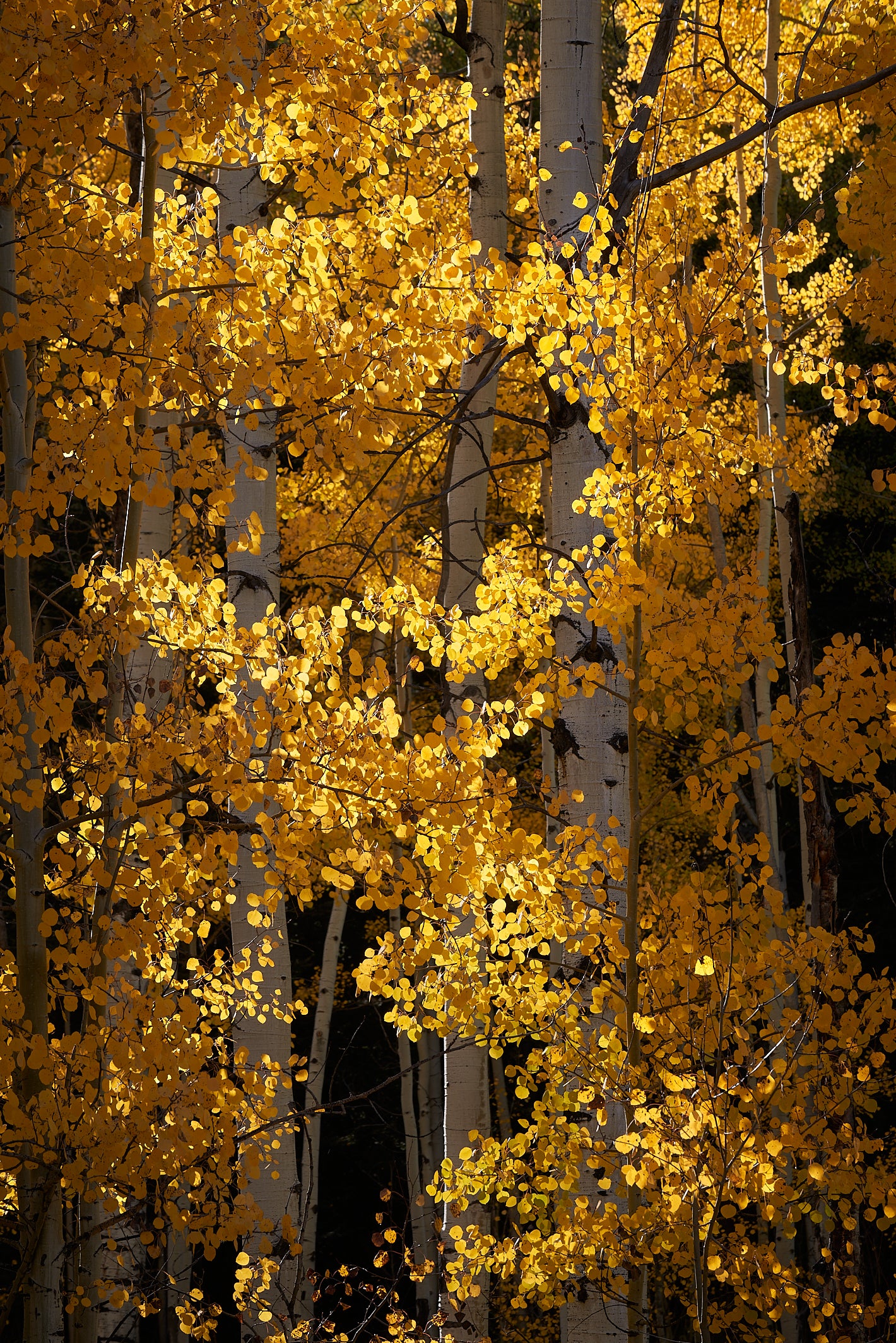 Golden Spiral image 0