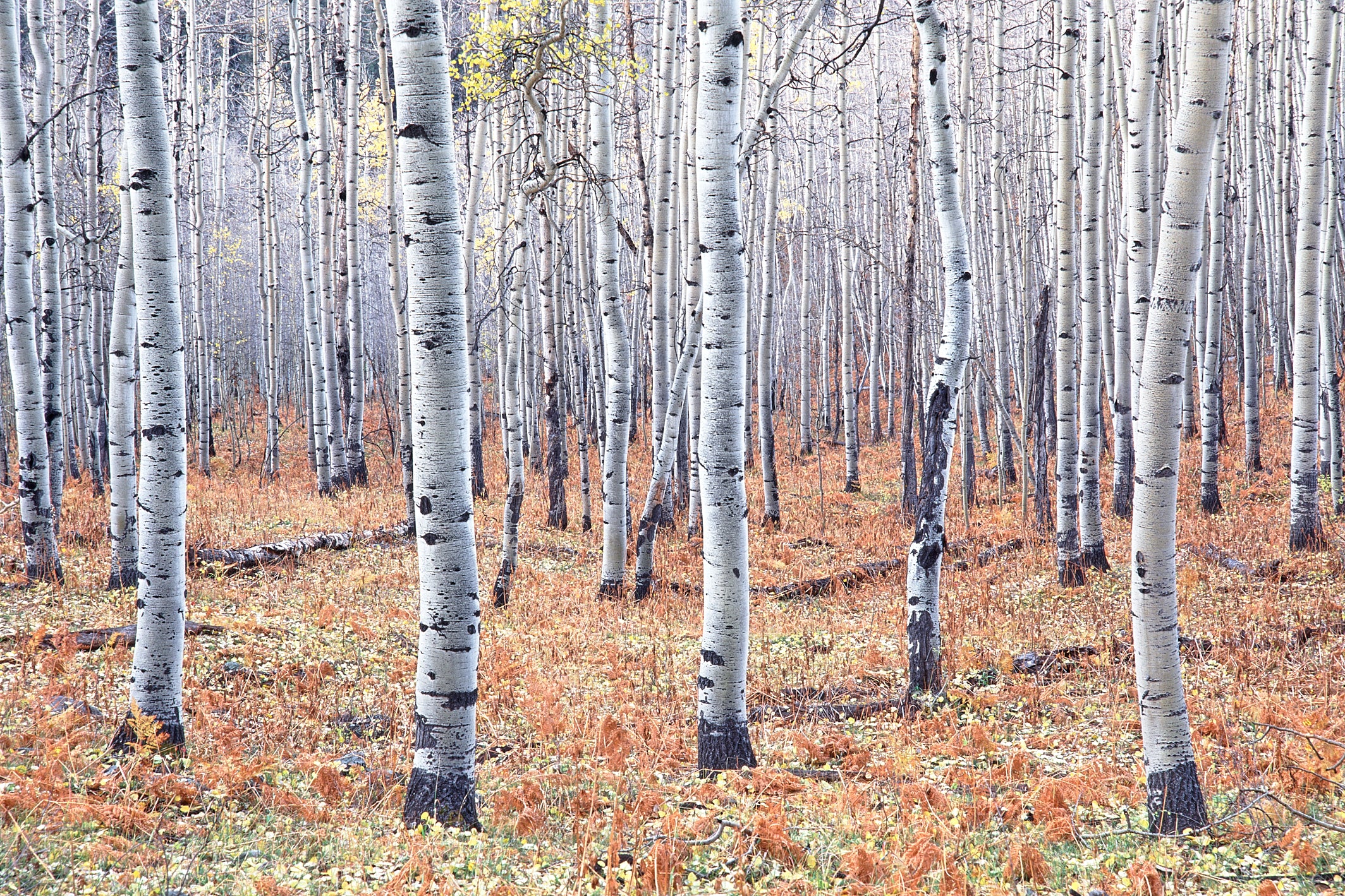 Last Hour of Autumn image 0