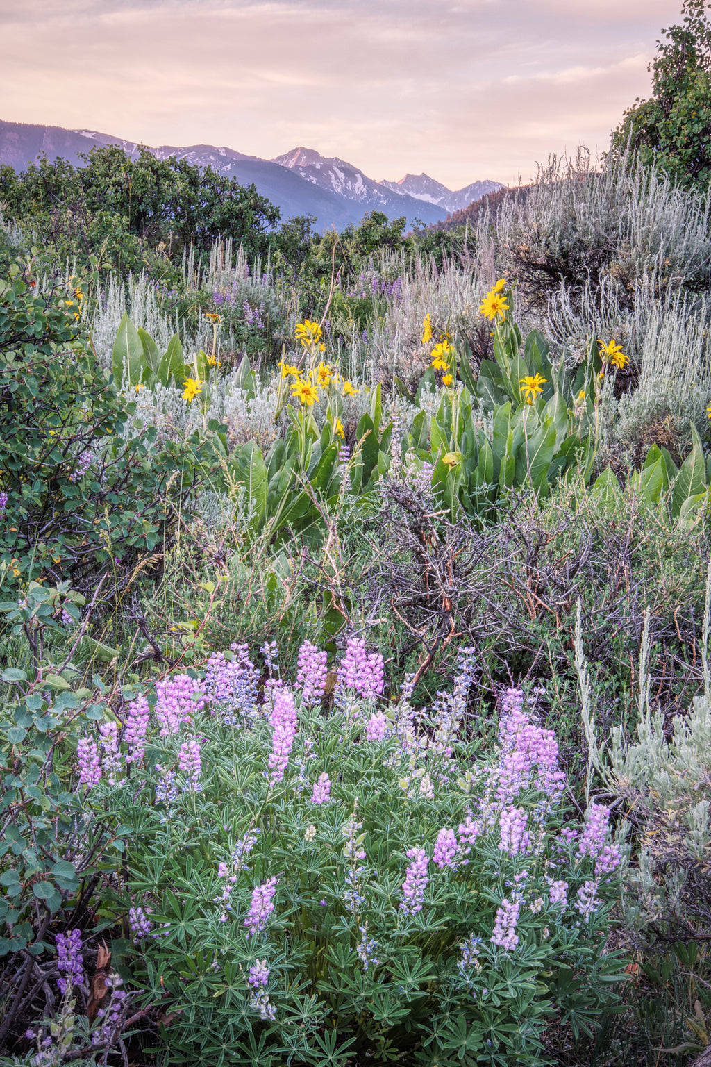 Tapestry of Summer image 0