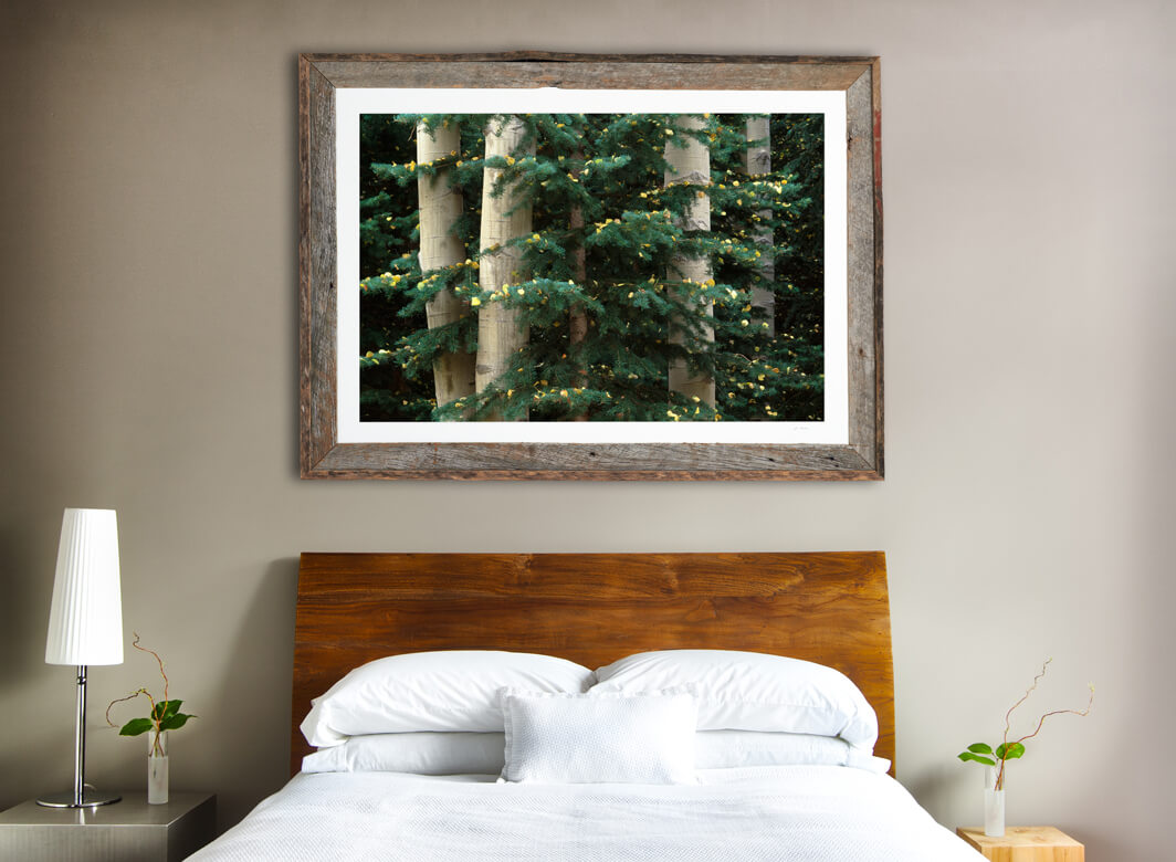 Framed print of Aspen and Evergreen hanging on wall.