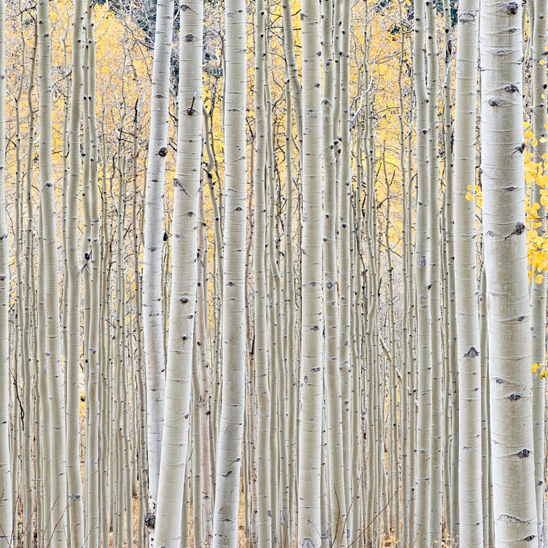 Aspen Grove