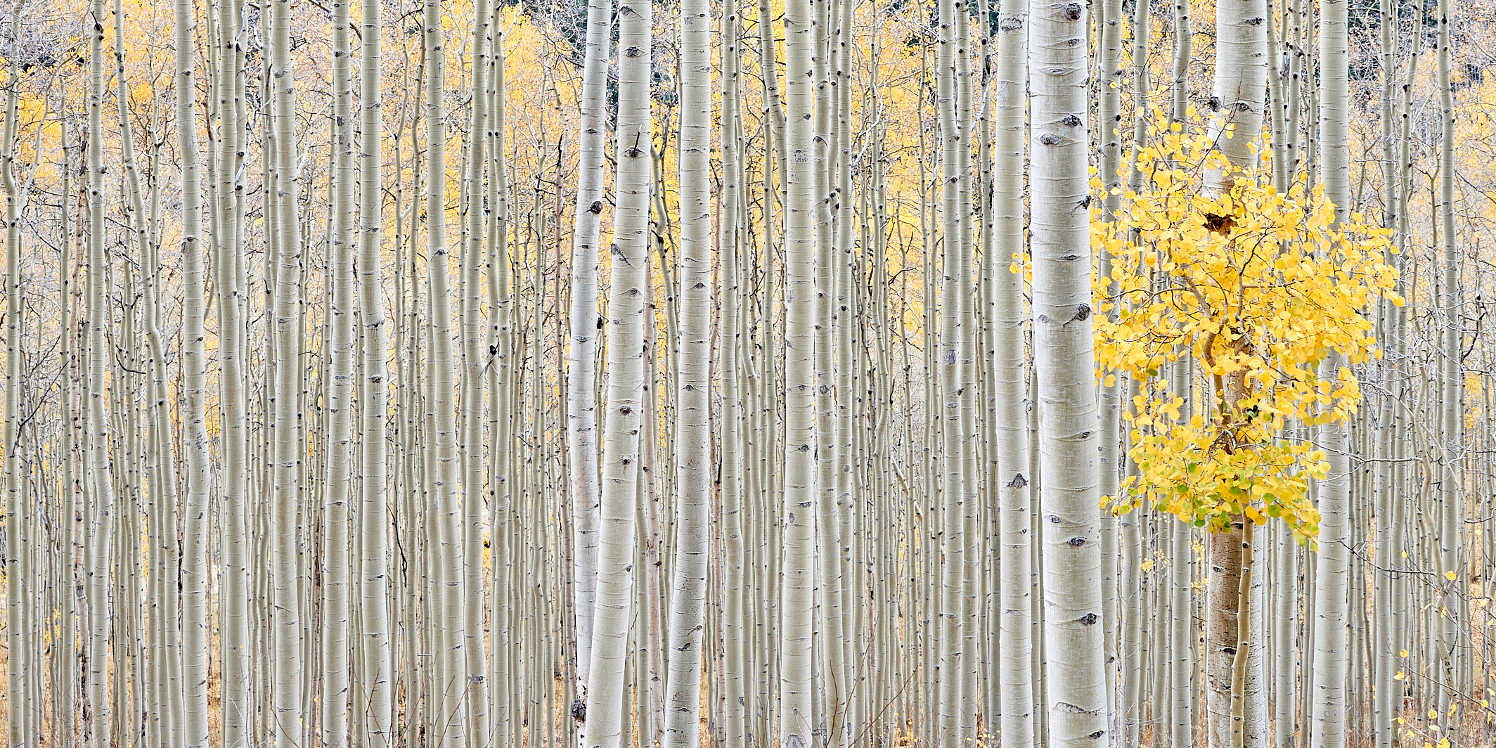 Aspen Grove