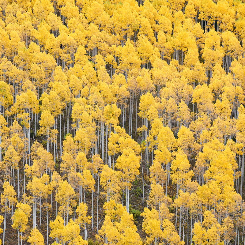 Aspen Stand