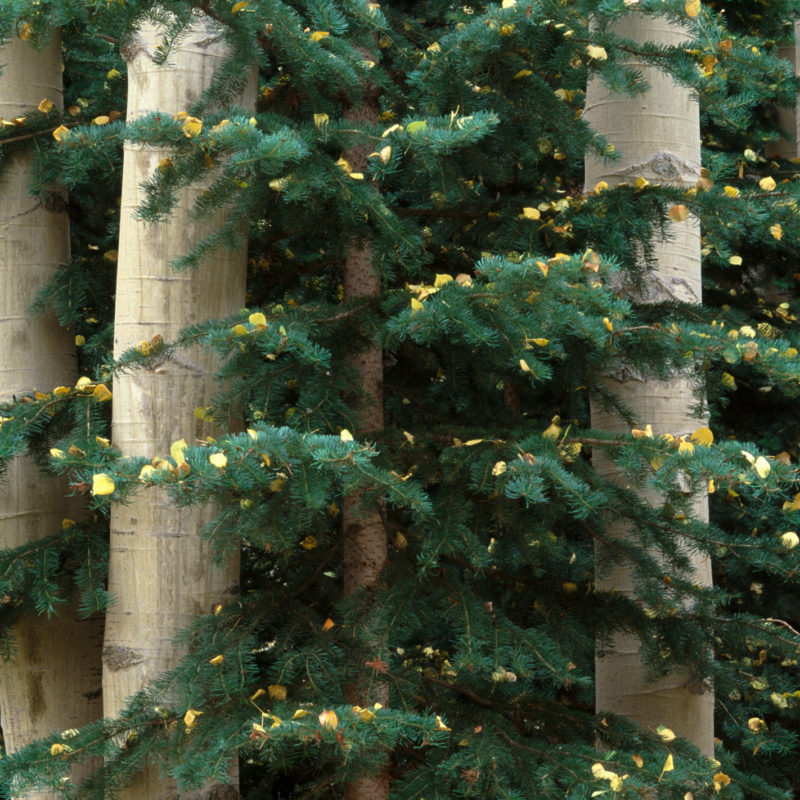 Aspen and Evergreen