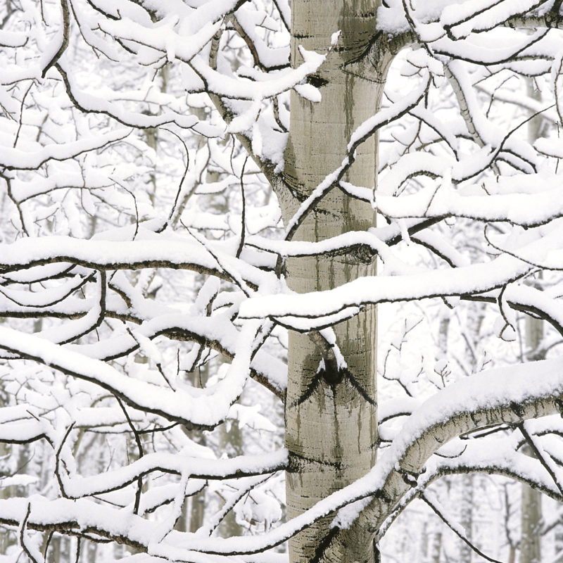 Aspen in Snow