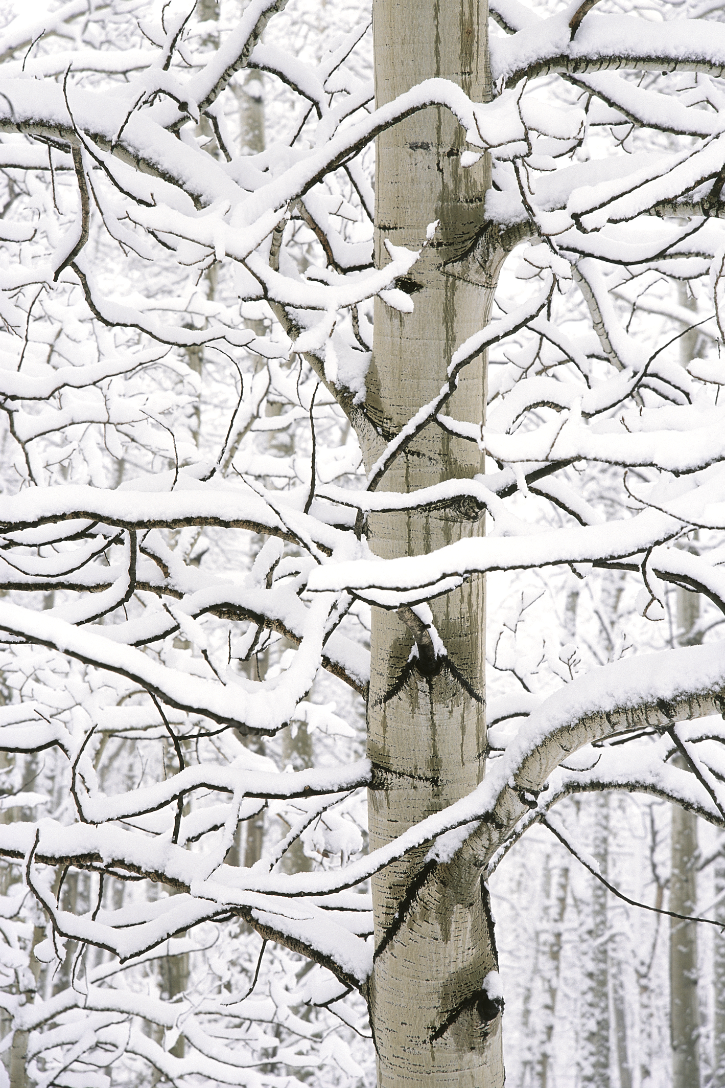 Aspen in Snow