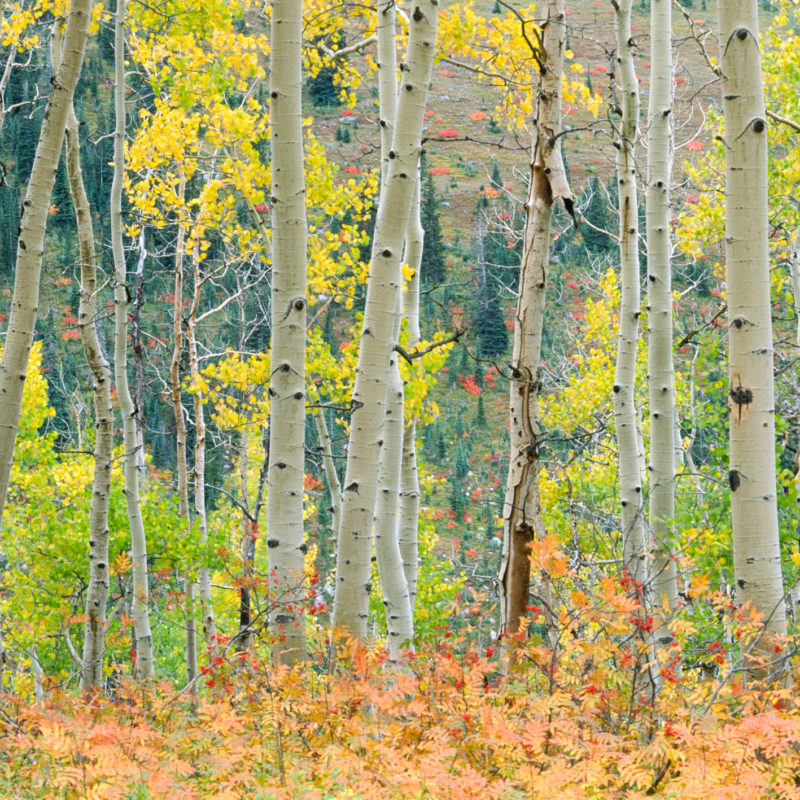 Autumn Collage