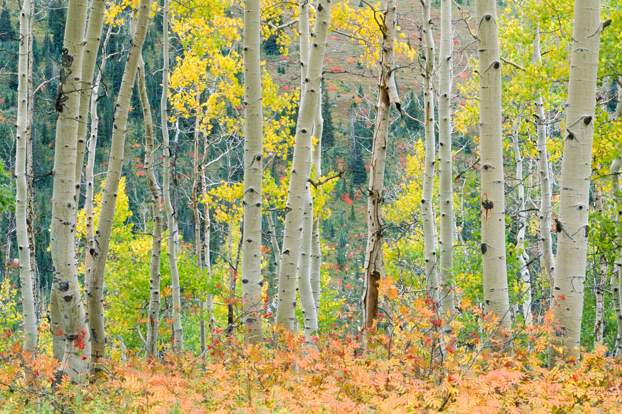 Autumn Collage